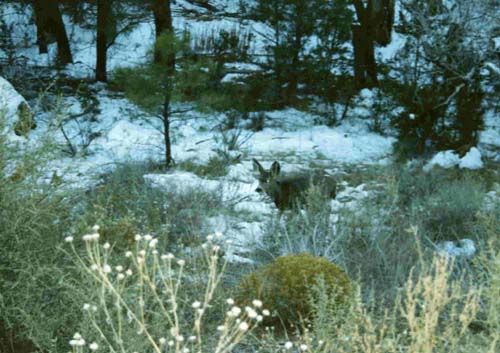 Bandelier National Monument, taken 2004. A female mule deer, I believe, a few minutes before her 'date' showed up, and some of our fellow visitors found themselves very glad that they had settled for using their telephoto lens for taking those closeup shots.